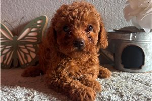 Katie - Cavapoo for sale