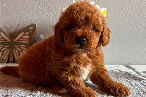 Lawrence - puppy for sale