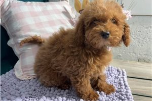 Lucy - Cavapoo for sale