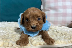 Henry - Cavapoo for sale