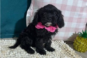 Suki - puppy for sale