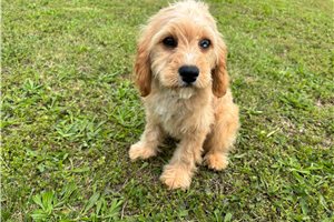 Vince - Cavapoo for sale