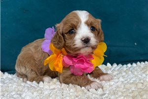 Lavender - puppy for sale