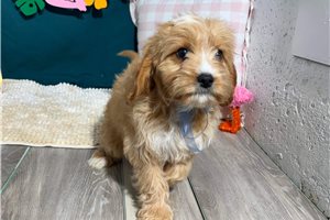 Robert - puppy for sale