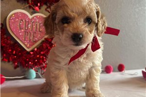 Friday - Cavapoo for sale