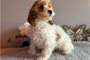 Friar - puppy for sale