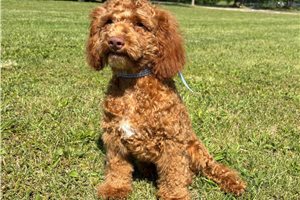 Ricky - Cockapoo for sale