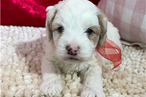Rafael - puppy for sale