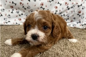 Val - Cavapoo for sale