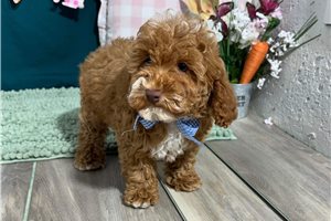 Raymond - puppy for sale
