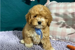 Reese - Cockapoo for sale