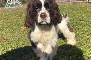 Harrison - Cocker Spaniel for sale