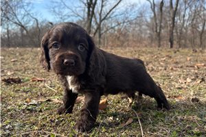 Dibby - Cocker Spaniel for sale