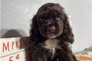 Hailey - puppy for sale
