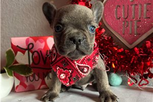 Gabriel - French Bulldog for sale