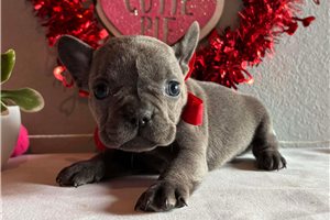 Giselle - French Bulldog for sale