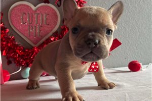 Gaston - French Bulldog for sale