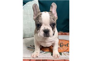 Chianti - puppy for sale