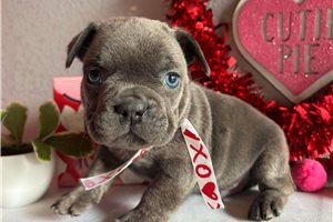 Goliath - French Bulldog for sale