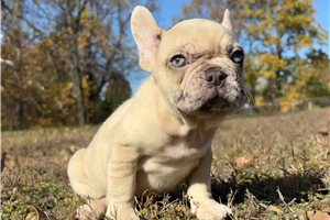 Cara - puppy for sale