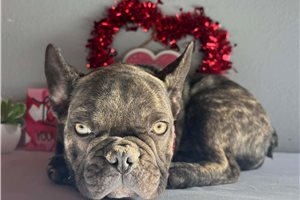 Carly - puppy for sale