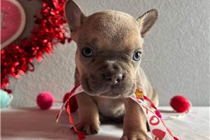 Garrison - French Bulldog for sale