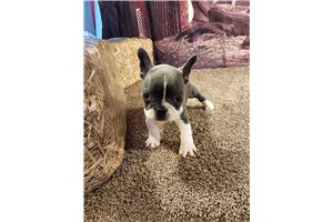 Emmie Louise - Frenchton for sale