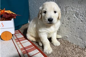 Aiden - Goldendoodle for sale