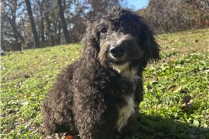Titus - Bernedoodle, Mini for sale