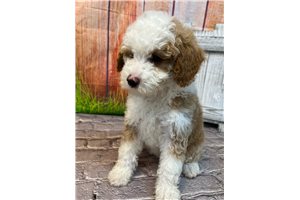 Joanna - Bernedoodle, Mini for sale