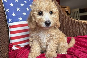 Tyra - puppy for sale