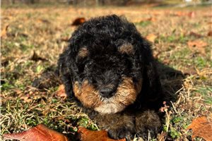 Elsie - Bernedoodle, Mini for sale