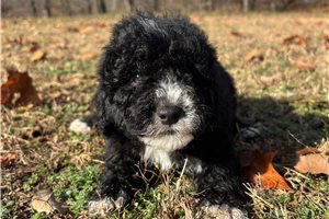 East - puppy for sale