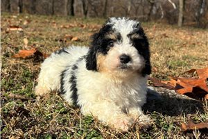 Ellie - puppy for sale