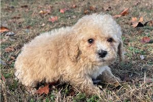 Ernest - Bernedoodle, Mini for sale