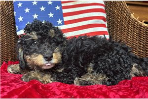 Tarek - puppy for sale