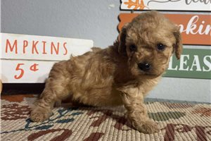 Daylin - Goldendoodle, Mini for sale