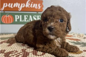 Debby - Goldendoodle, Mini for sale