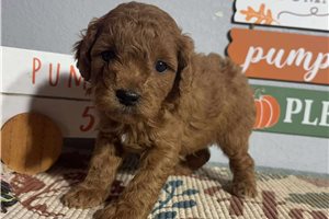 Deacon - Goldendoodle, Mini for sale