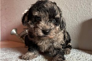 Iago - Goldendoodle, Mini for sale