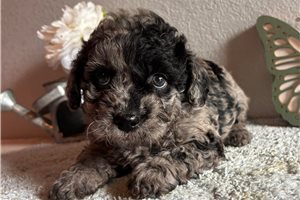 Isaiah - Goldendoodle, Mini for sale