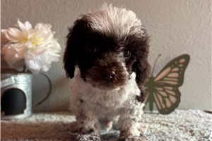 Herman - Poodle, Miniature for sale