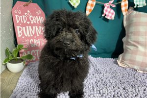 Roscoe - Poodle, Toy for sale