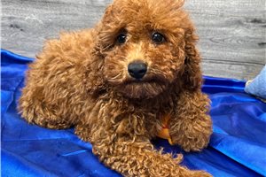 Thatcher - Poodle, Toy for sale