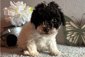Herman - Poodle, Miniature for sale