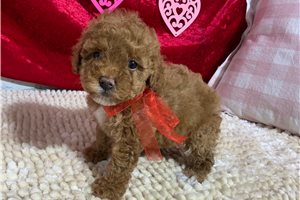 Lillian - puppy for sale