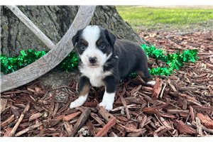 Coco - puppy for sale