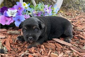 Omega - puppy for sale