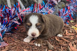 Lionel - Miniature Australian Shepherd for sale