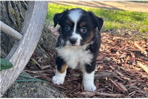 Cookie - puppy for sale